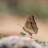 Junonia lemonias Linnaeus, 1758